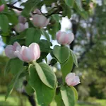 Апартаменты Rama