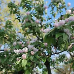 Апартаменты Rama *